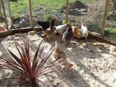 Aubioise bedding in chicken pen