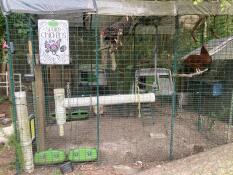 Chickens in their large walk in run with toys and the Eglu Cube coops.