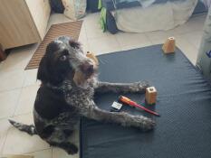 A dog helping to attach the wooden feet to the bottom of a bolster bed.