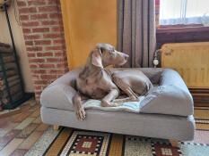 A dog laying on his grey dog bed with bolster topper