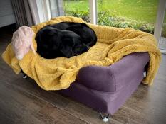A dog sleeping on a purple bolster bed