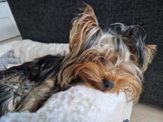 Close up of Yorkshire terrier sleeping on faux sheepskin dog blanket.
