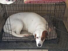 Dog resting on cushion bed inside Fido Classic Dog Crate.