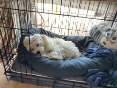 A little dog napping in his crate