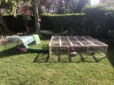 A green hutch with a run connected to a guinea pig enclosure in a garden