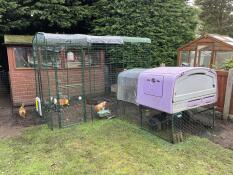 Chickens inside of their 3 x 3 x 2 walk in run