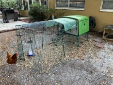 An chicken walking into an Eglu Cube with a 3 metre run.