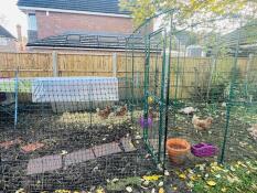 Chickens in the garden walking around the chicken run extension