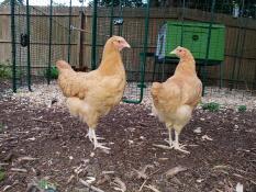 Two pretty chickens posing for the camera.