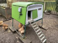 Chickens standing underneath green Eglu Cube chicken coop.