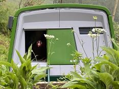 A close up of a chicken coming out of the green Eglu Cube chicken coop.