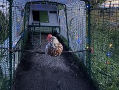 Chicken stood on perch inside Eglu Cube chicken coop run, with multi coloured fairy lights in background.