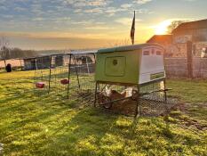 The green Eglu Cube with 4m run set up in the garden.