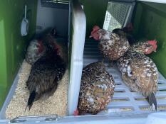 Inside view of spacious green Eglu Cube Chicken Coop with hens in both the nesting box and roosting area.