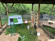 Chickens in their walk in run next to the green Eglu Cube chicken coop.