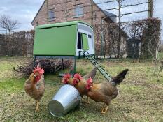 4 chickens pecking in front of their green Eglu Cube chicken coop.