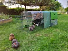 Chickens in the garden next to their Eglu Cube chicken coop with 2m run.