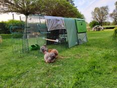 Chickens standing next to their Eglu Cube with run.