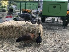 chickens on a hay bail next to a green cube chicken coop with a run