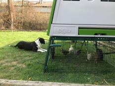 The dog loves watching the chickens.