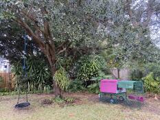 Purple Eglu Cube Large Chicken Coop and Run in the garden