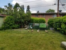 chickens behind chicken fencing with a cube chicken coop and a run attached