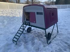 A chicken looking out of a purple Eglu Chicken Coop in the snow.