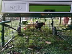 chickens underneath a cube chicken coop