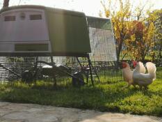 large green cube chicken coop with two chickens outside the chicken run