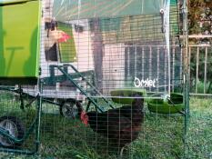 large green chicken coop in a garden with a chicken run