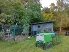 A green chicken coop in a large garden