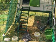 three chickens inside a tun with a cube chicken coop and a cover