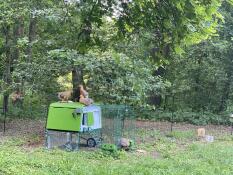 Three chickens on the top of a green chicken coop with run