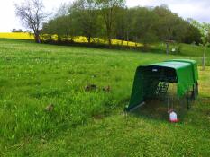 An Eglu Cube chicken in a large field.