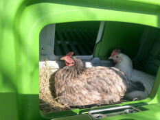 two chickens sat roosting in a nesting section of the cube chicken coop