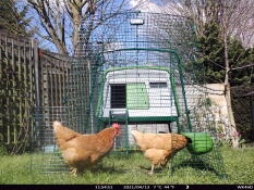 Green Eglu Cube Large Chicken Coop and Run with two chickens