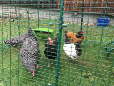 Chickens in Eglu Cube Large Chicken Coop Run