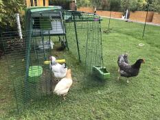 Green Eglu Cube Large Chicken Coop and Run with three chickens