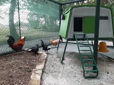 chickens and cockrels in a garden with a large cube chicken coop