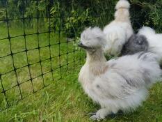 three fluffy grey and white chickens behind chicken fencing