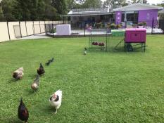 Purple Eglu Cube Large Chicken Coop and Run with chickens in the garden