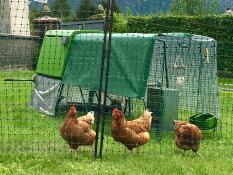 three orange chickens behind chicken fencing with a green cube chicken coop and a run with covers over the top