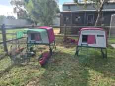 Two pink chicken coops beside each other in a garden