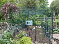 Our six new hens in their beautiful Eglu cube and run