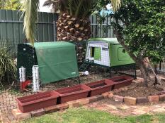 Omlet Green Eglu Cube Large Chicken Coop and Run with Cover and Omlet Chicken Fencing