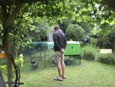 The young chickens loving the run and coop