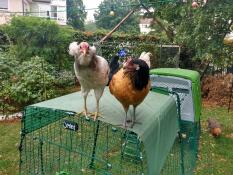 Two chickens standing on my Eglu Cube.