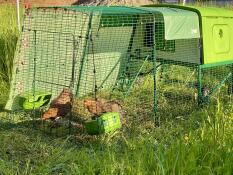 Green Eglu Cube Large Chicken Coop with Run with covers and 2 chickens