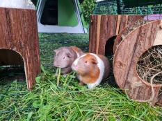 Two guinea pigs eating grass inside green Eglu Go Hutch run.