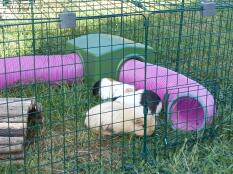 Three guinea pigs in their enclosure, next to their play tunnels and shelter